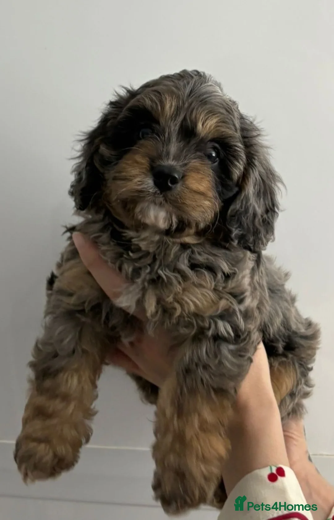 Cavapoo dogs for sale: Beautiful f1 cavapoos - Advert 2