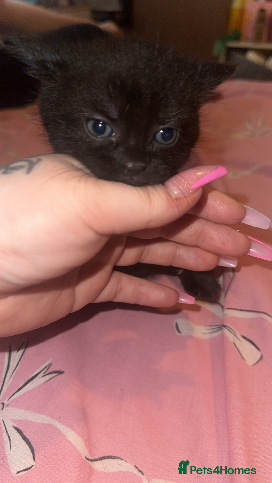 Mixed Breed cats for sale: Kittens  - Advert 3
