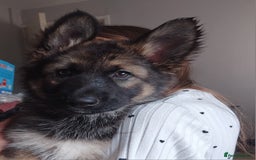 German Shepherd dogs for sale: 7 Beautiful German shepherd puppies 🐶 💜 🩵  - Image 4