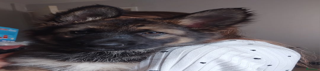 German Shepherd Girl white 