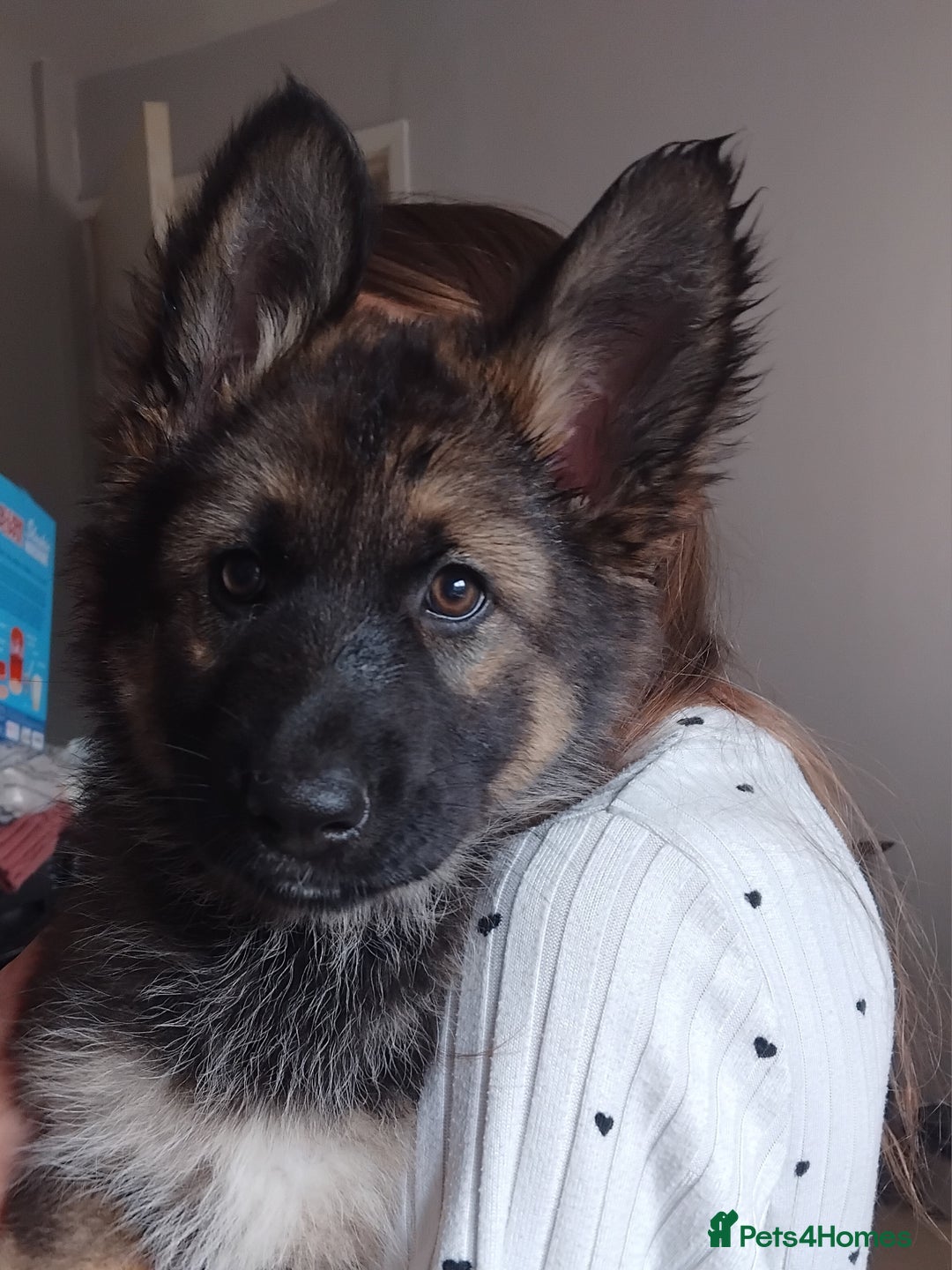 German Shepherd dogs for sale: 7 Beautiful German shepherd puppies 🐶 💜 🩵  - Image 4