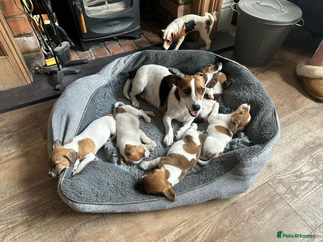 Jack Russell dogs for sale: Jack Russell Puppies  - Image 6