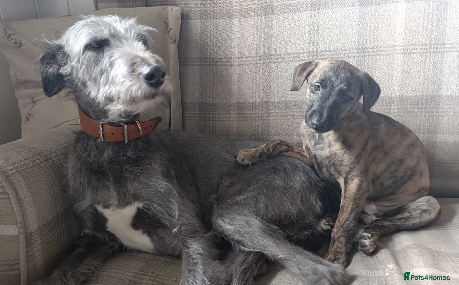 Mixed Breed dogs Stunning Bedlington Whippet Greyhound Puppies  - Advert 4
