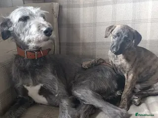 Mixed Breed dogs Stunning Bedlington Whippet Greyhound Puppies - Advert 4