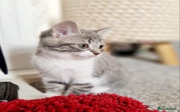 Mixed Breed cats for sale: British shorthair Cross kittens  - Image 7