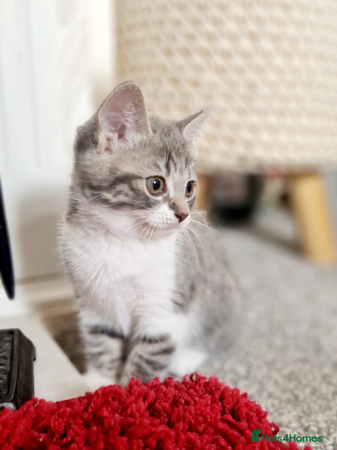 Mixed Breed cats for sale: British shorthair Cross kittens  - Image 7