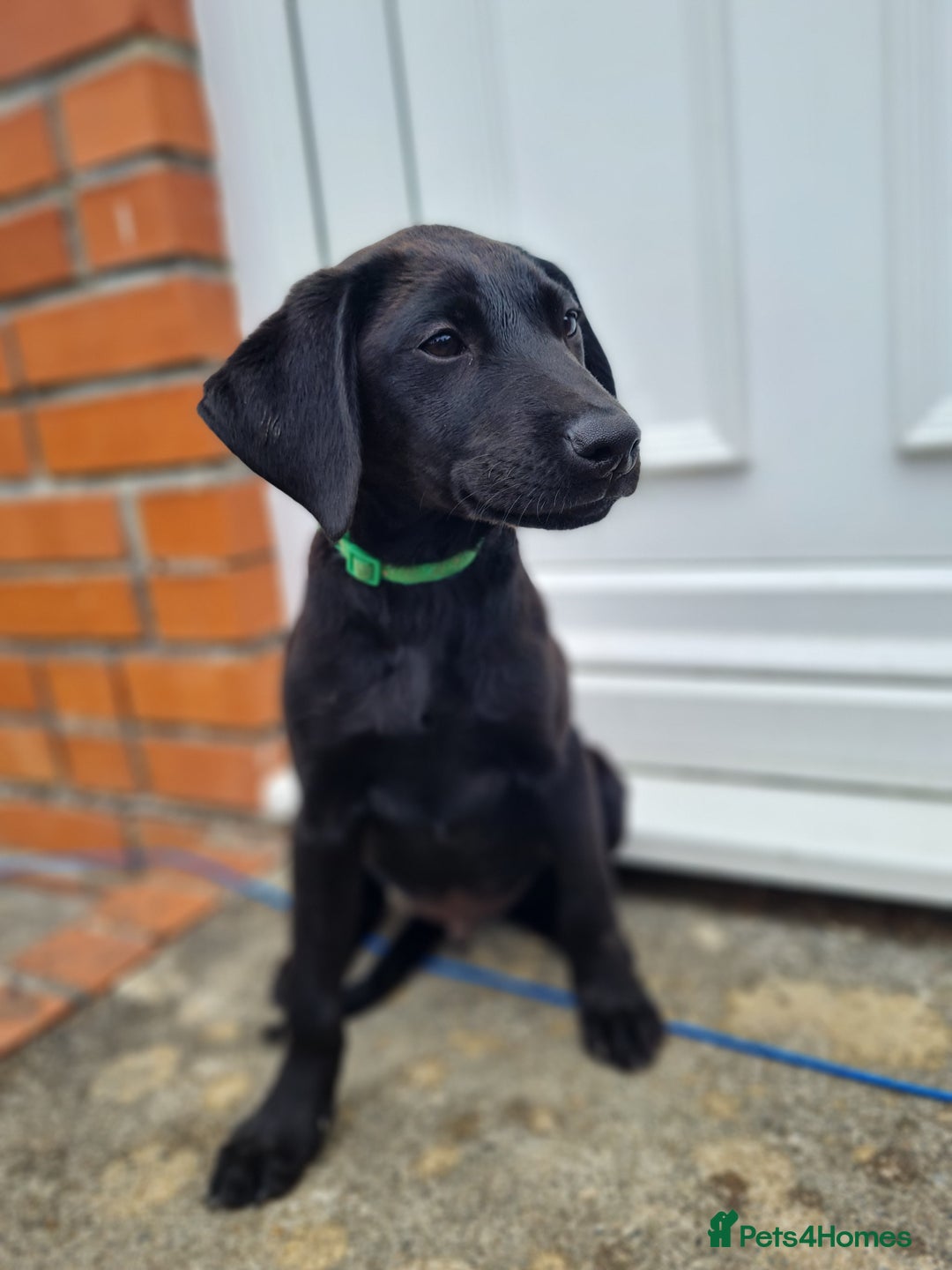 Labrador Retriever dogs for sale: Lovable, Quality KC black labradors  - Image 5