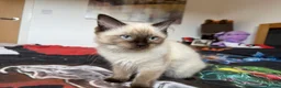 Ragdoll cats for sale: Ragdoll Kittens for Sale - Advert 12