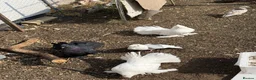 Pigeons birds for sale: Fancy pigeons 🕊️ - Advert 4
