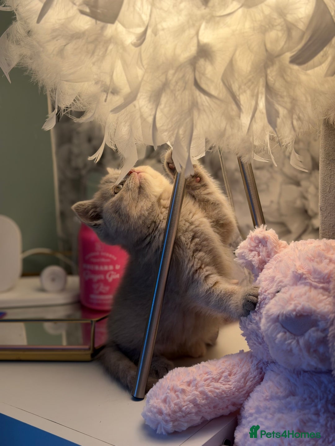 British Shorthair cats for sale: 3 Plush British shorthair kittens ❤️ - Advert 15