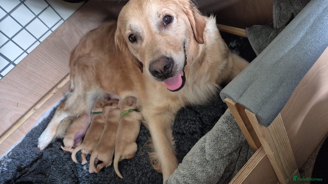 Golden Retriever dogs for sale: Beautiful Gold Bitch - Image 3