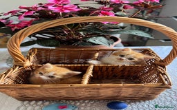 Persian cats for sale: Half Persian 2 Boys  - Image 14