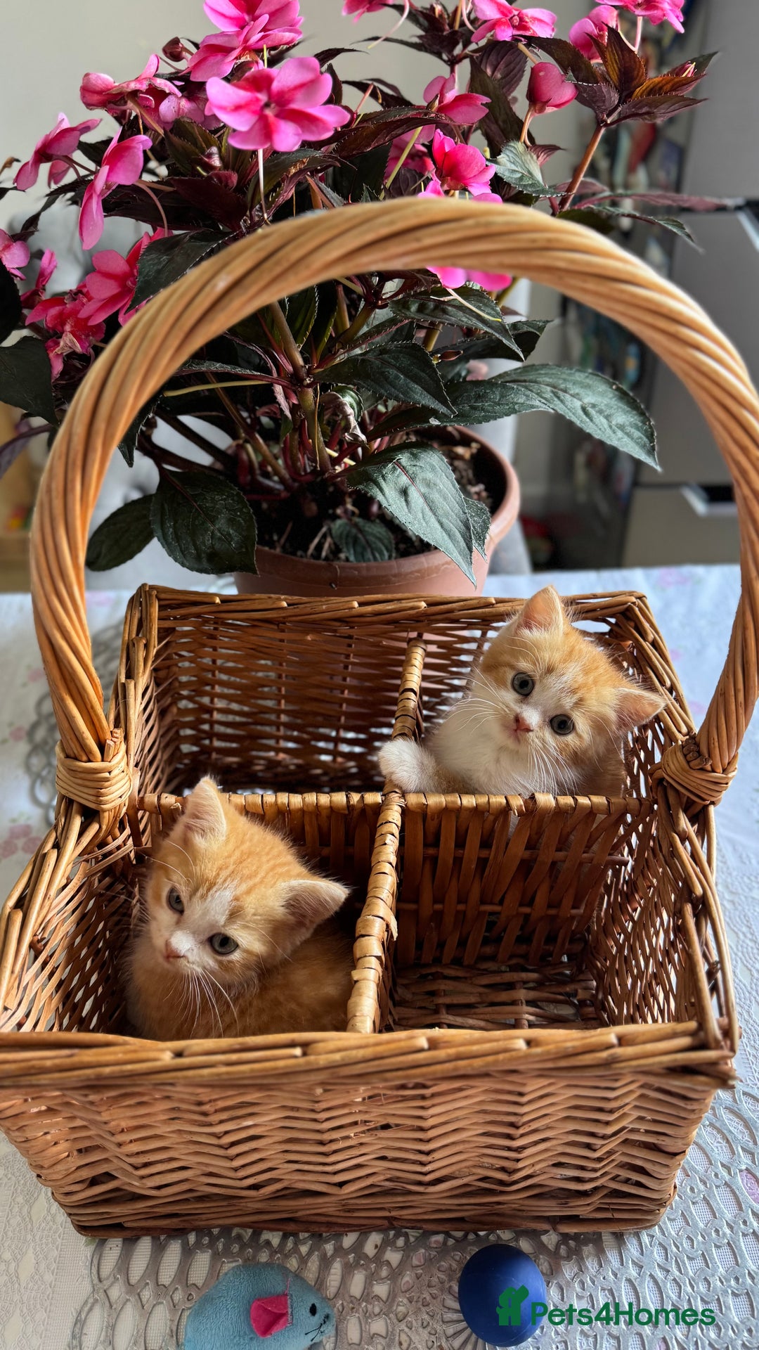 Persian cats for sale: Half Persian 2 Boys  - Image 14