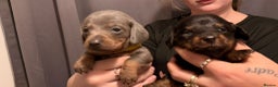 Dachshund dogs for sale: Dachshund puppies  - Advert 21