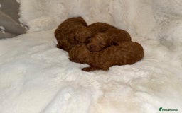 Mixed Breed dogs for sale: Beautiful Deep Red Poodle Puppy’s For Sale Kent  - Image 10