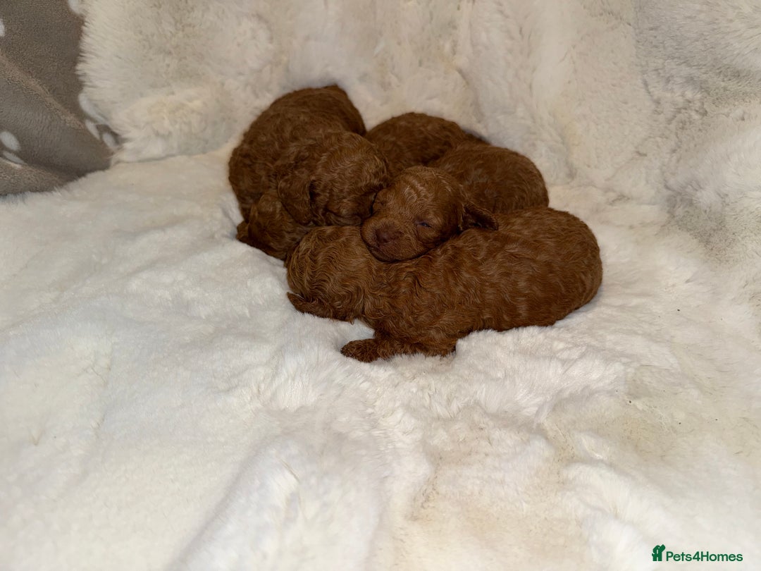 Mixed Breed dogs for sale: Beautiful Deep Red Poodle Puppy’s For Sale Kent  - Image 10