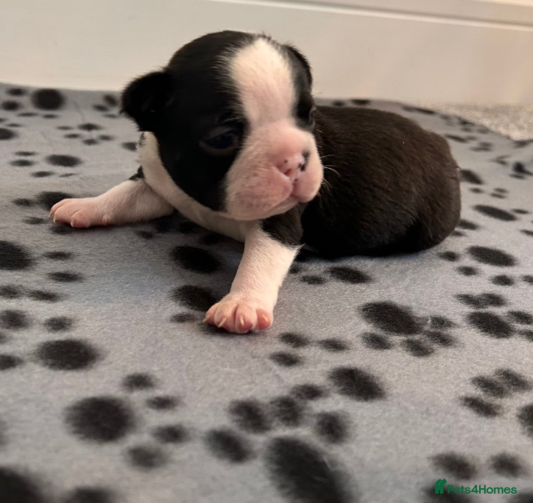 Boston Terrier dogs for sale: Beautiful Chunky KC Boston Terrier Puppies - Image 24