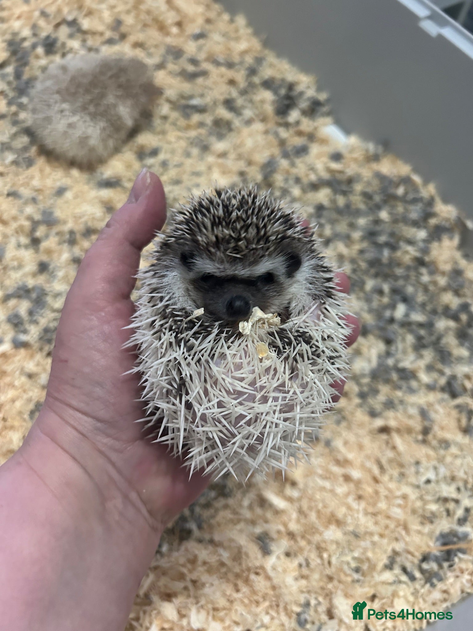 Pygmy Hedgehog rodents Male & female hedgehog babies - Advert 1