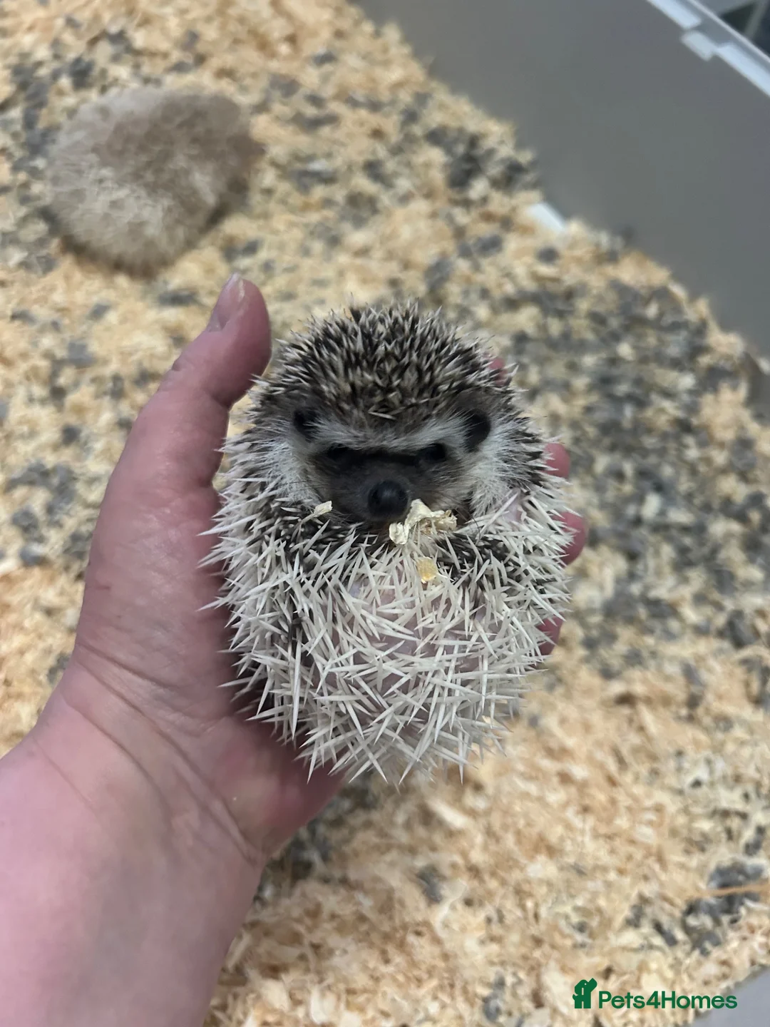 Pygmy Hedgehog rodents for sale: Male & female hedgehog babies - Advert 1