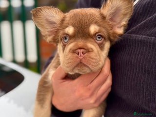 French Bulldog dogs - Advert 22