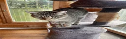 Mixed Breed cats for sale: Female Cat For Sale in New Malden - Advert 4