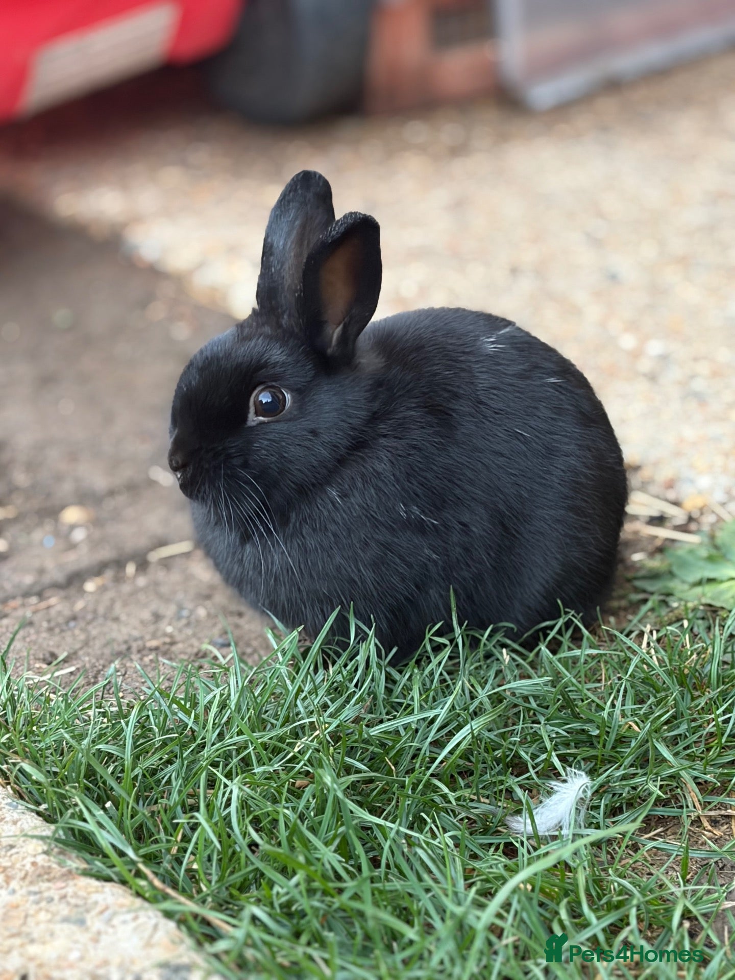 Netherland Dwarf rabbits Only 1 Left Netherland Dwarf Bunnies  - Advert 12