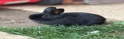Netherland Dwarf rabbits for sale: Only 1 Left Netherland Dwarf Bunnies  - Advert 1
