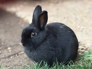 Netherland Dwarf rabbits Only 1 Left Netherland Dwarf Bunnies - Advert 12