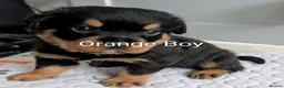 Rottweiler dogs for sale: Rottweiler Puppies  - Advert 7
