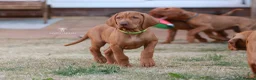 Hungarian Vizsla dogs for sale: High Quality Hungarian Vizsla Puppies - 2 boys - Advert 7