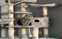 British Shorthair cats for sale: British short hair kittens - Advert 3