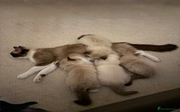 Ragdoll cats for sale: Gorgeous Ragdoll type Kitten - Image 11