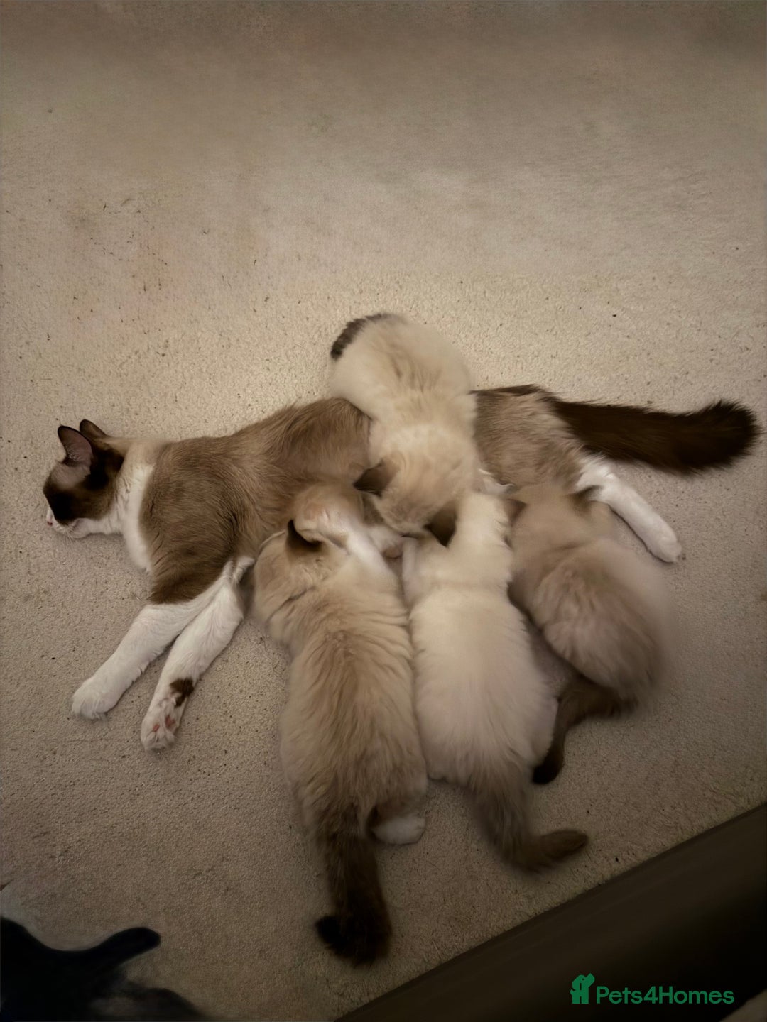 Ragdoll cats for sale: Gorgeous Ragdoll type Kitten - Image 11