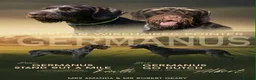 German Wirehaired Pointer dogs for sale: Ready to go to their new homes - Advert 1