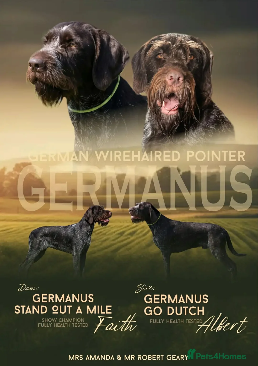 German Wirehaired Pointer dogs for sale: Ready to go to their new homes - Advert 1