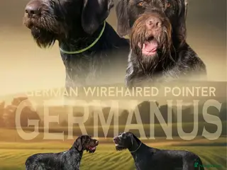 German Wirehaired Pointer dogs Ready to go to their new homes - Advert 1