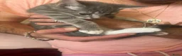 Mixed Breed cats for sale: Beautiful 10-Week-Old Female Kitten - Advert 4