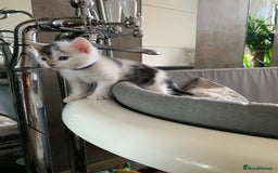 Mixed Breed cats for sale: Mixed breed Kittens  - Image 27