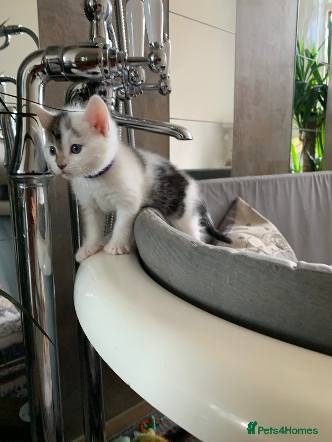 Mixed Breed cats for sale: Mixed breed Kittens  - Image 27