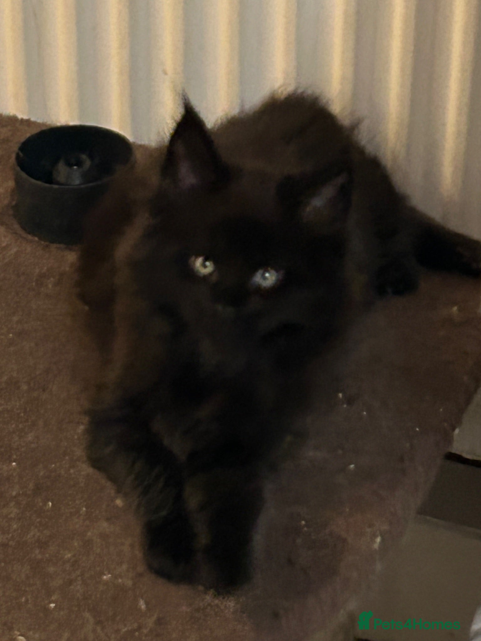 Maine Coon cats Beautiful russian mainecoon kittens  - Advert 18