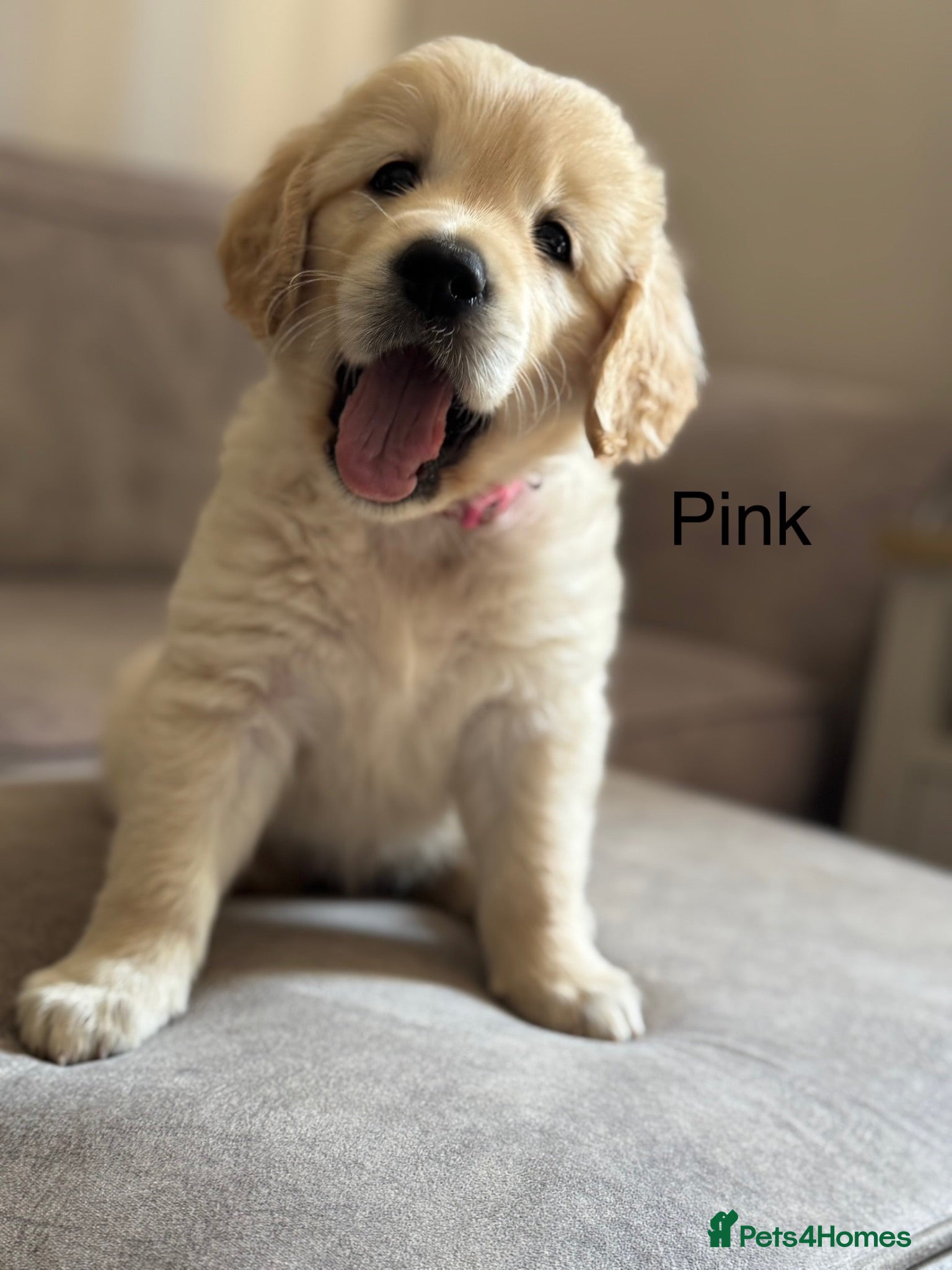Golden Retriever dogs Health tested, KC reg Golden retriever puppies - Advert 9