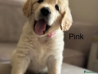 Golden Retriever dogs Health tested, KC reg Golden retriever puppies - Advert 9
