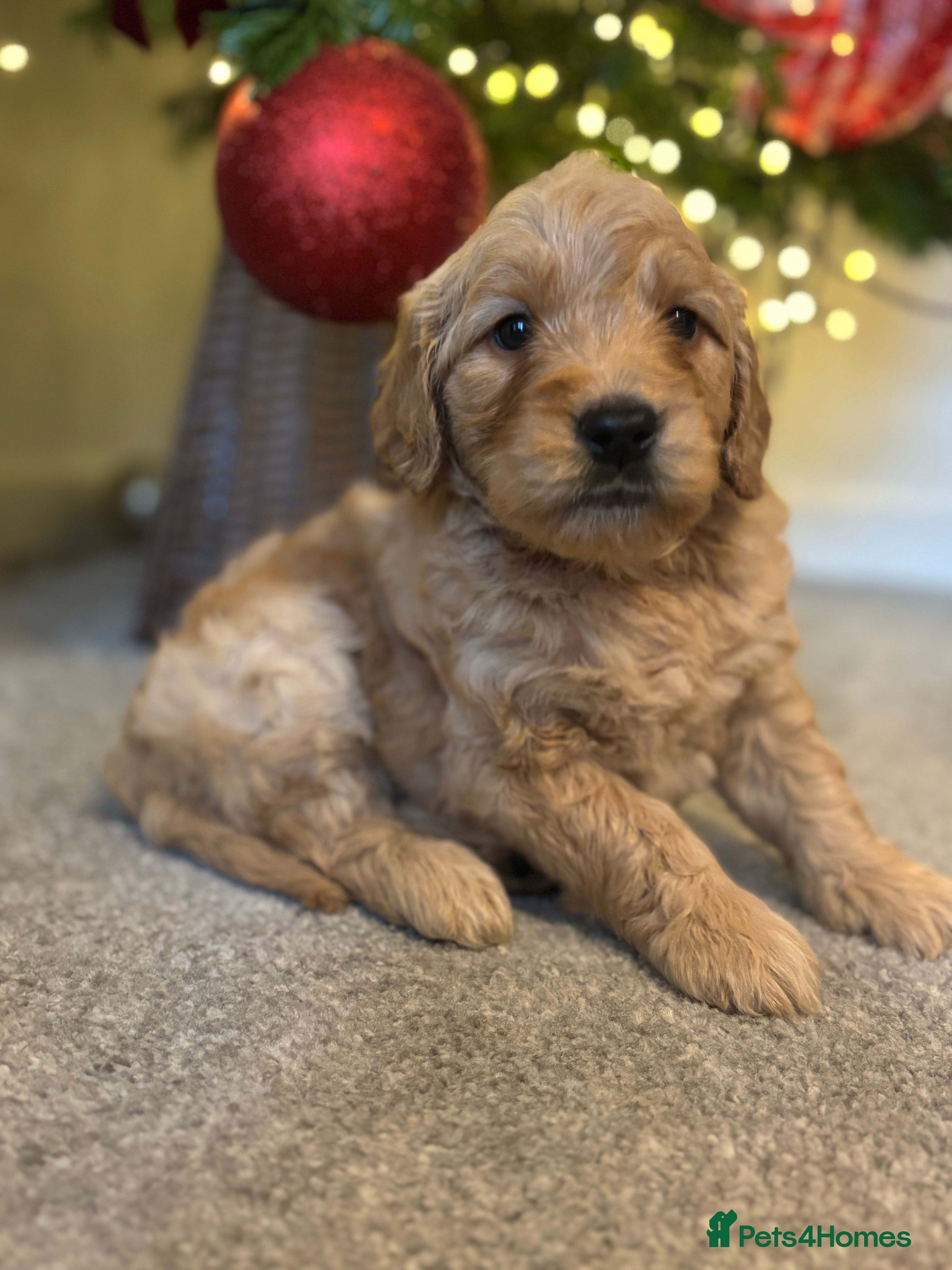 Mini Goldendoodle dogs F2 mini golden doodle puppies.  - Advert 1