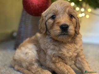 Mini Goldendoodle dogs F2 mini golden doodle puppies. - Advert 3
