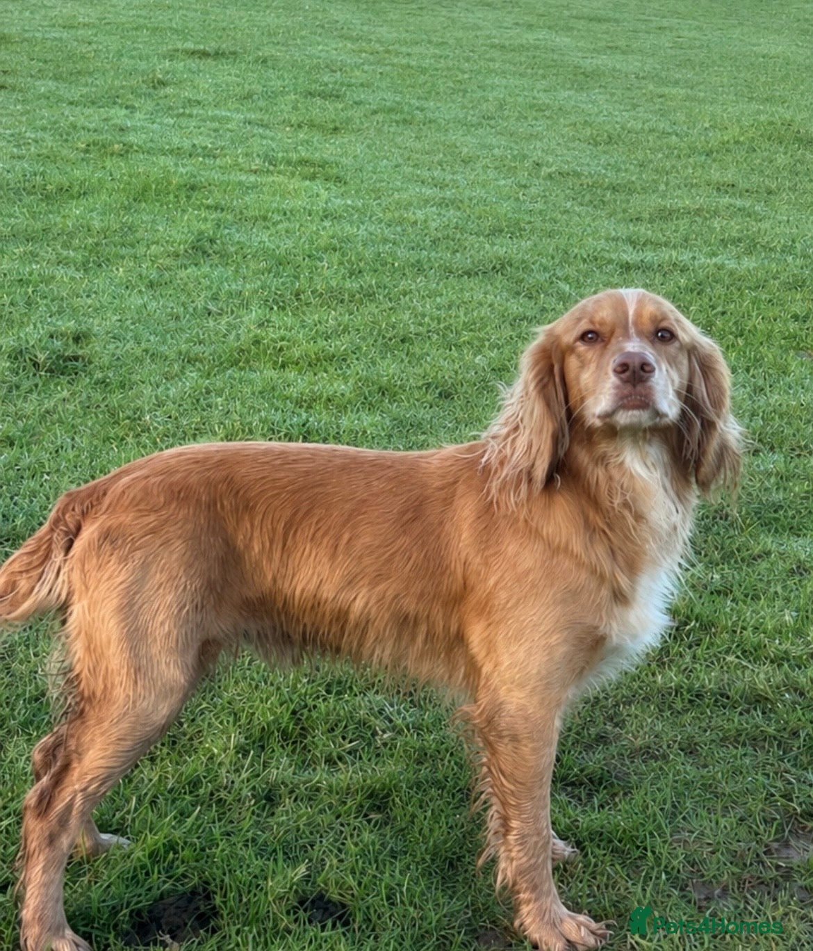 Cocker Spaniel dogs Stud dog  - Advert 1