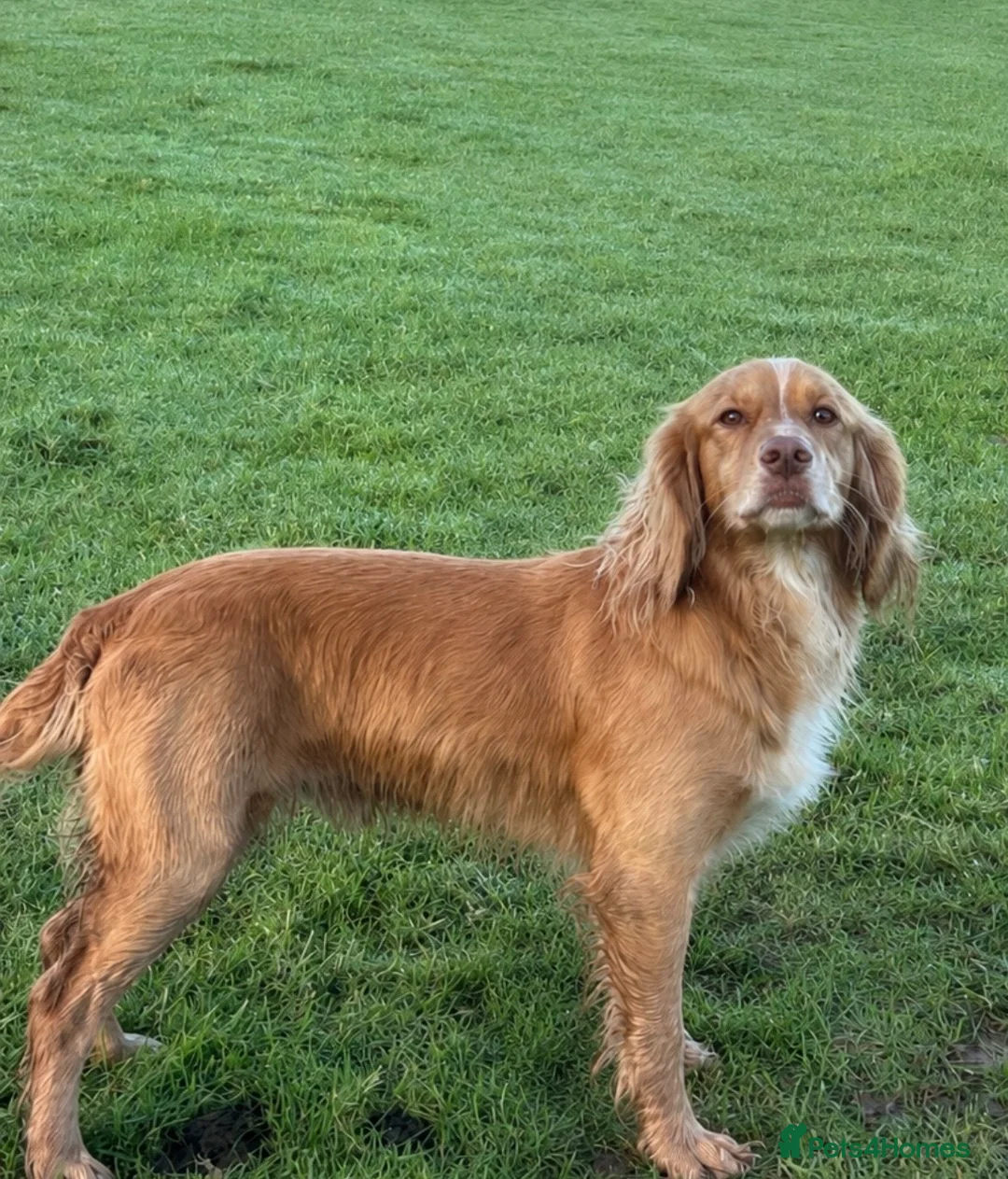 Cocker Spaniel dogs for stud: Stud dog  - Advert 1