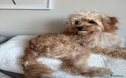 Cavapoo dogs for sale: 8 month old cavapoo for sale  - Image 5