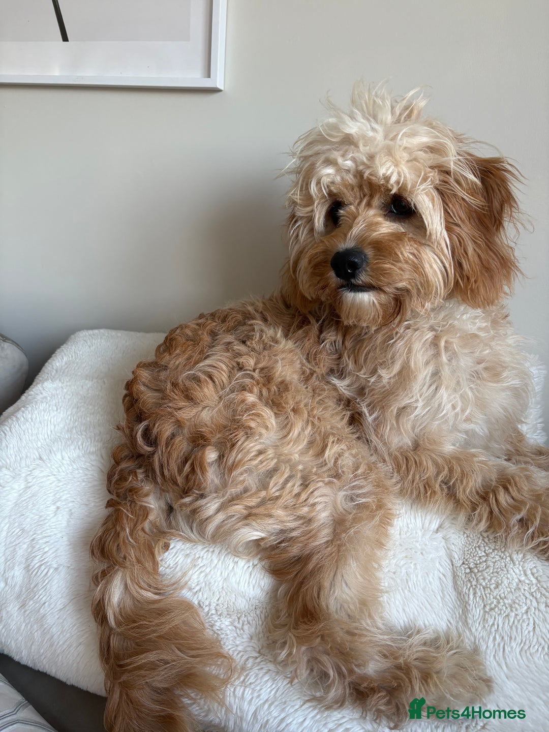 Cavapoo dogs for sale: 8 month old cavapoo for sale  - Image 5