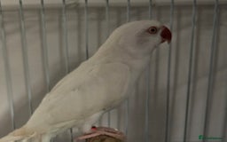 Parakeets birds for sale: White ringneck and cage - Advert 1