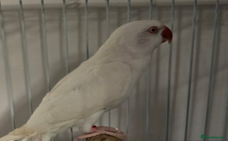 Parakeets birds White ringneck and cage - Advert 1